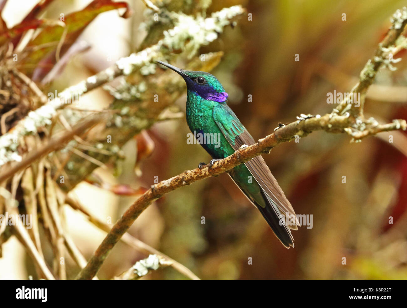 Vini spumanti viola-orecchio (colibri coruscans coruscans) adulto appollaiato sul ramo guasca, vicino a Bogotà, Colombia novembre Foto Stock