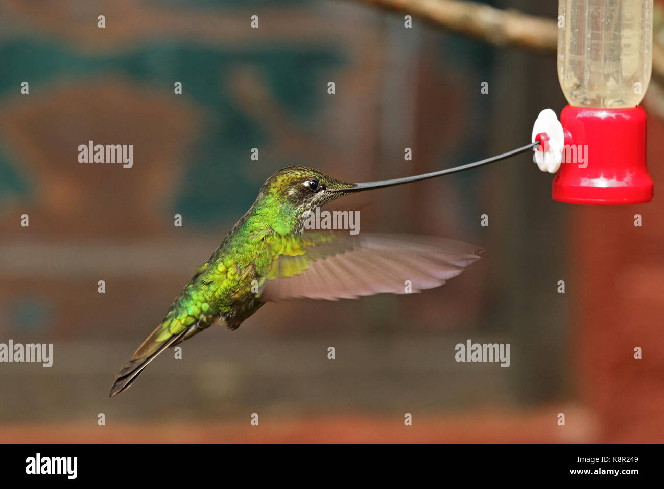 Spada-fatturati hummingbird (ensifera ensifera) femmina adulta in volo a di alimentazione alimentatore hummingbird guasca, vicino a Bogotà, Columbia novembre Foto Stock