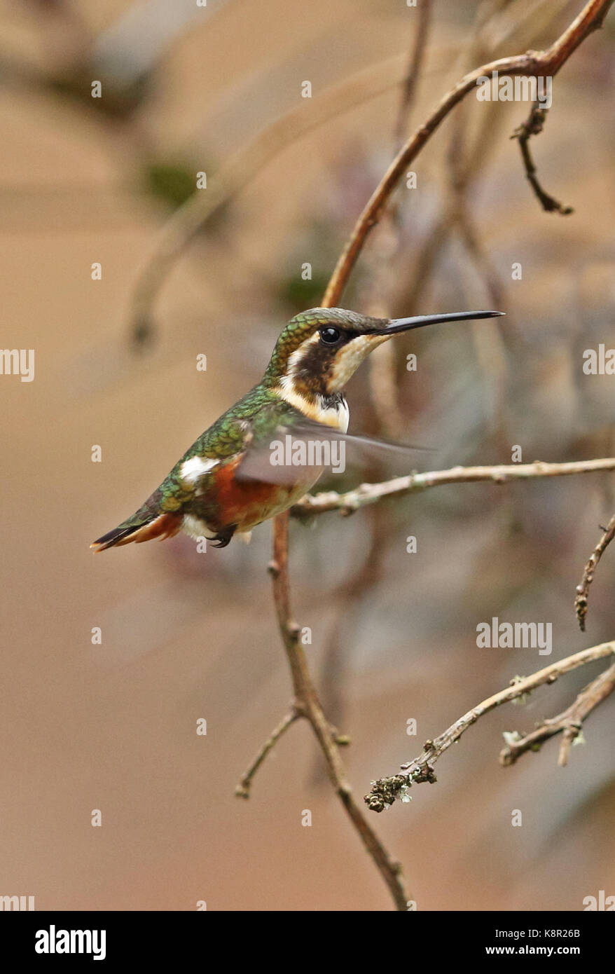 Bianco-panciuto woodstar (chaetocercus mulsant) femmina adulta in bilico volo guasca, vicino a Bogotà, Colombia novembre Foto Stock