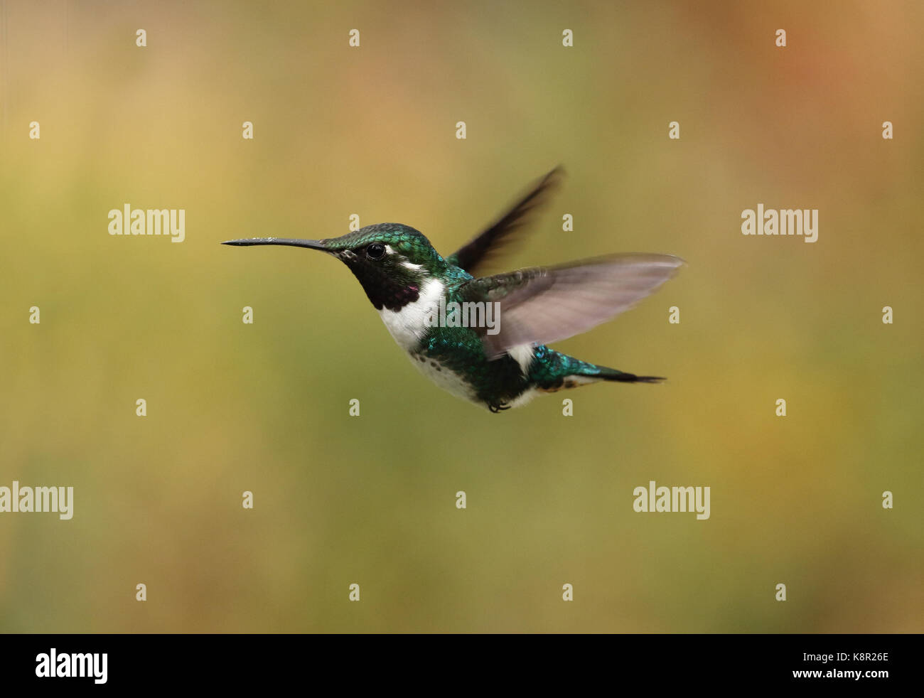 Bianco-panciuto Woodstar (Chaetocercus mulsant) maschio adulto in volo hovering Guasca, vicino a Bogotà, Colombia Novembre Foto Stock