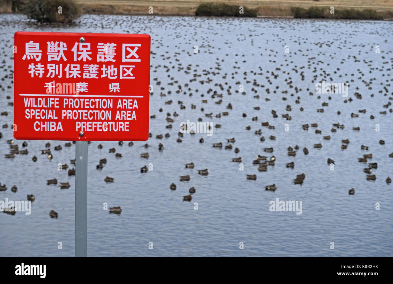 Segno per la fauna selvatica area protetta con grande gregge di anatre hatcho zeki, nella prefettura di Chiba, Giappone marzo Foto Stock