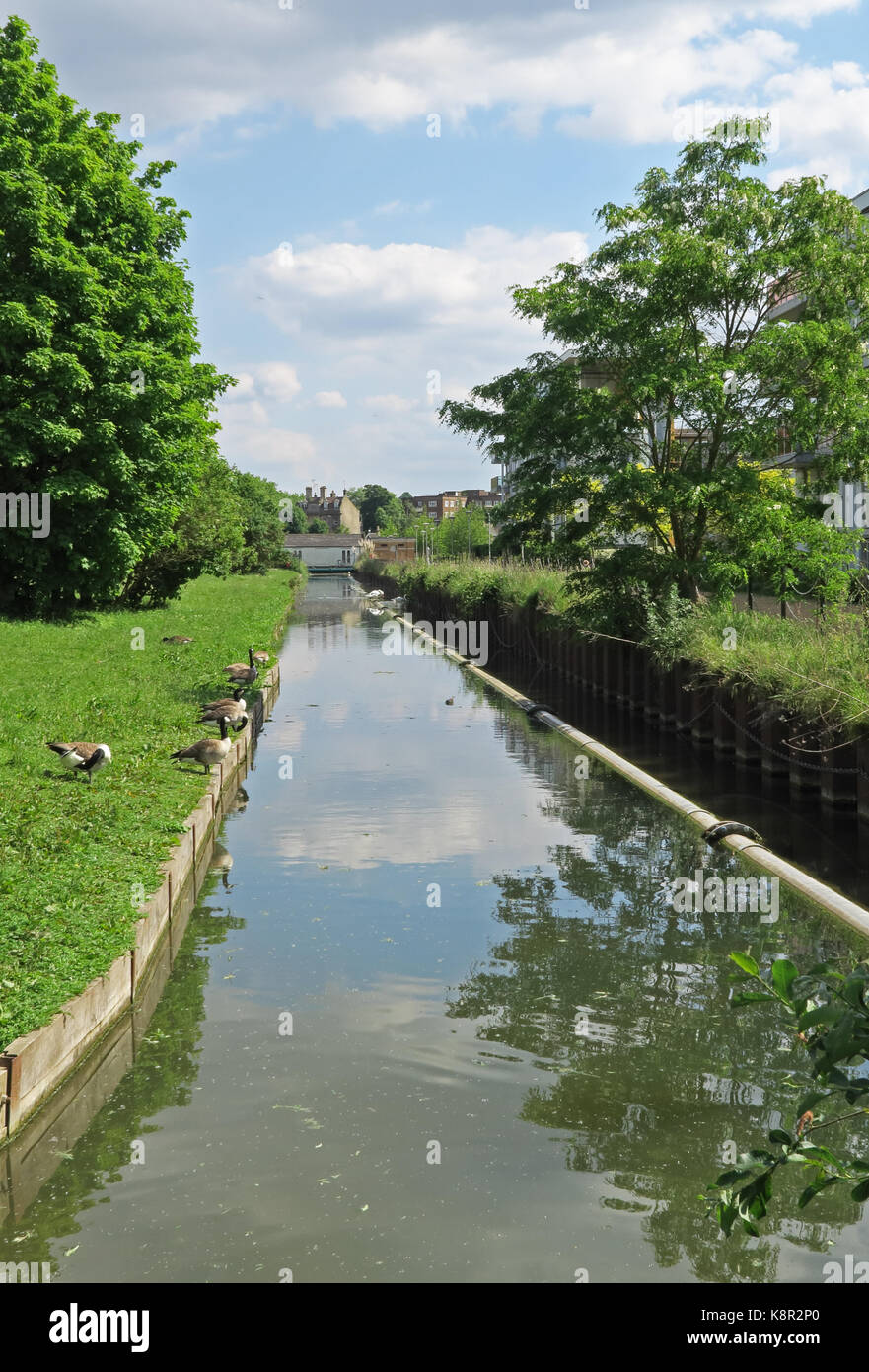 Vista lungo il fiume di nuovo con Oche del Canada (Branta canadensis) sulla banca verde dei boschi, haringey, Londra può Foto Stock