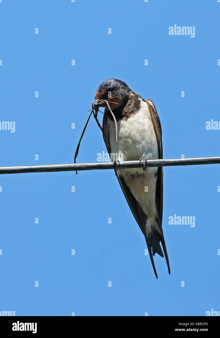 Barn swallow (Hirundo rustica rustica) adulto appollaiato sulla linea telefonica con materiale di nidificazione eccles-on-Sea, norfolk giugno Foto Stock