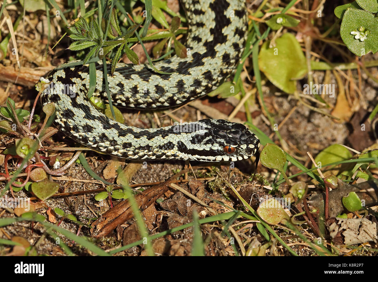 Politica europea comune in materia di sommatore (Vipera berus) maschio adulto appena emerso dal letargo eccles-on-Sea, norfolk marzo Foto Stock