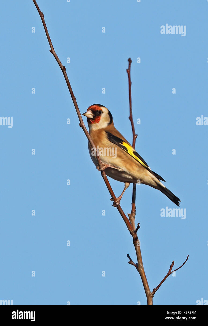 Cardellino europeo (carduelis carduelis britannica) femmina adulta arroccato su ramoscello eccles-on-Sea, norfolk gennaio Foto Stock
