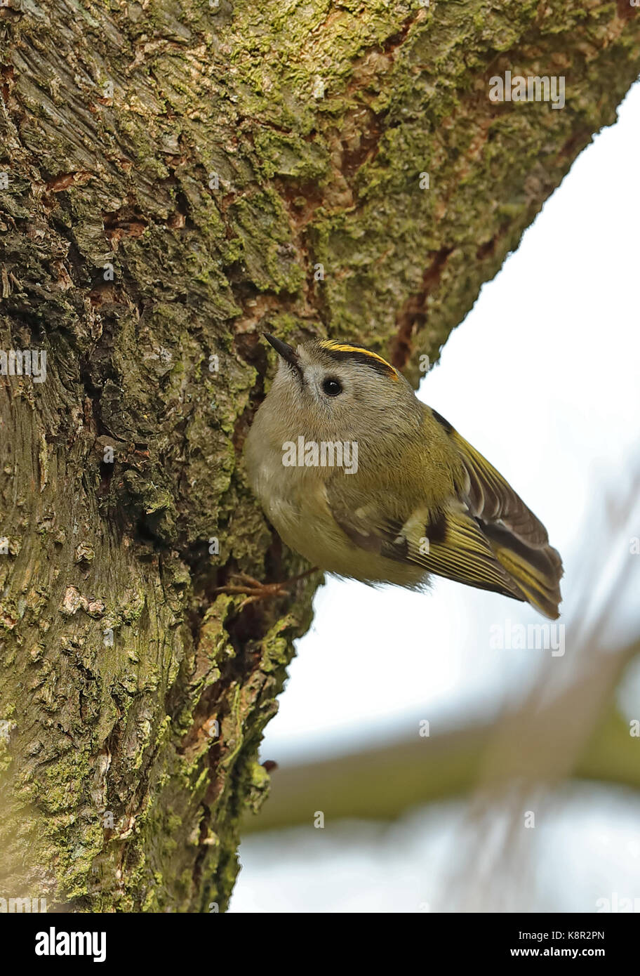 Goldcrest (Regulus regulus regulus) maschio adulto rovistando sul tronco di albero eccles-on-Sea, norfolk marzo Foto Stock