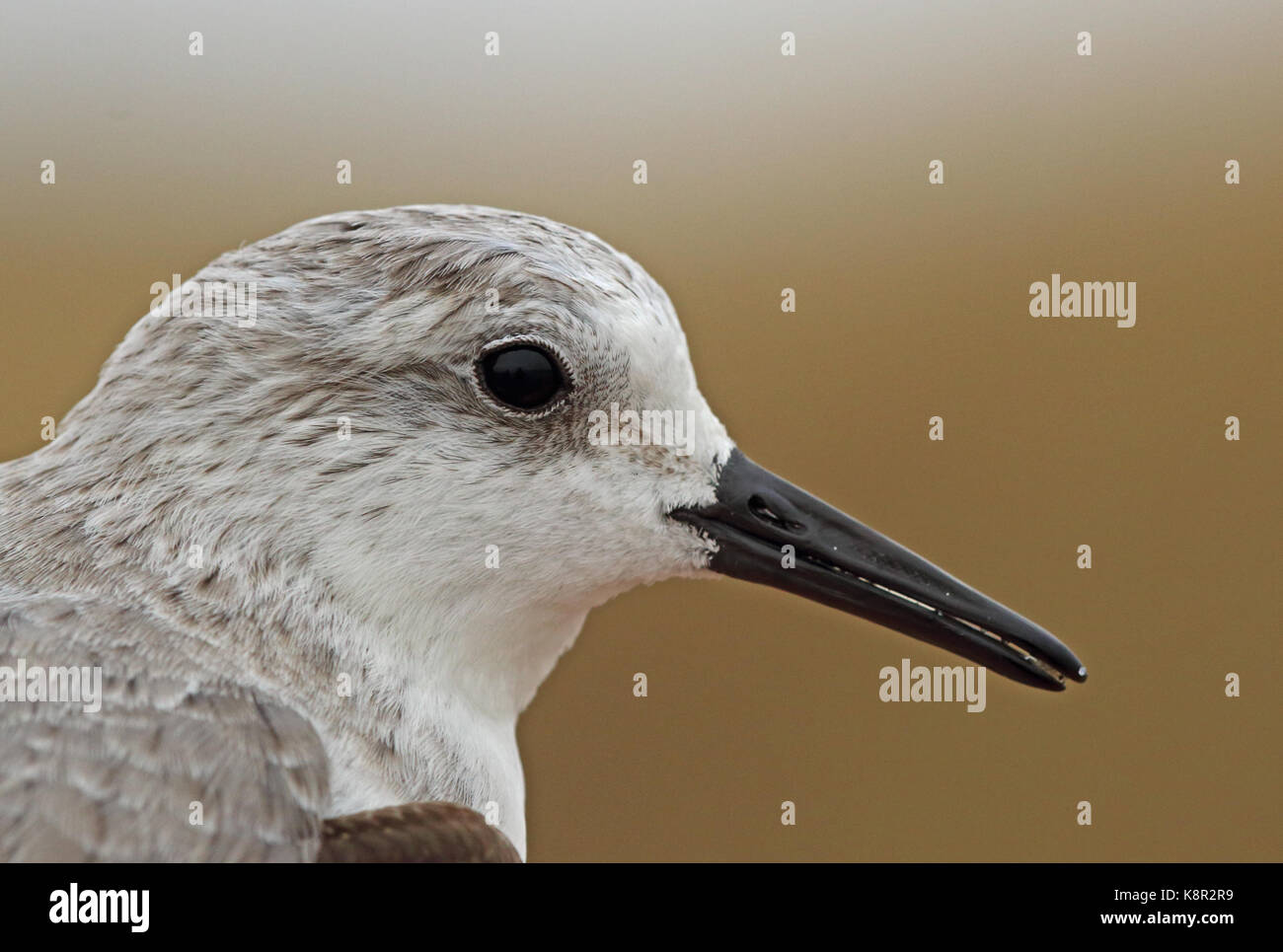 Sanderling (Calidris alba alba) in prossimità della testa di adulti eccles-on-Sea, norfolk febbraio Foto Stock