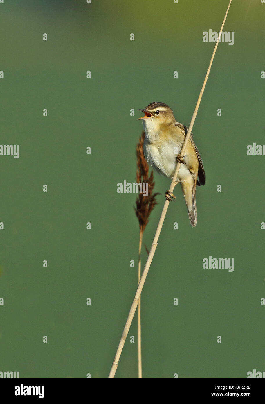 Sedge trillo (acrocephalus schoenobaenus) maschio adulto appollaiato sul canto reed eccles-on-Sea, norfolk può Foto Stock