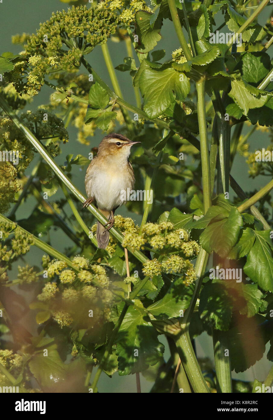 Sedge trillo (acrocephalus schoenobaenus) adulto Appollaiato tra alexanders eccles-on-Sea, norfolk può Foto Stock