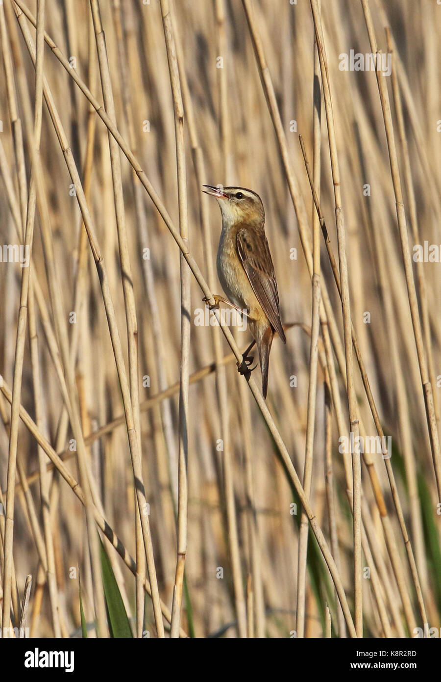 Sedge trillo (acrocephalus schoenobaenus) maschio adulto appollaiato sul canto reed eccles-on-Sea, norfolk può Foto Stock