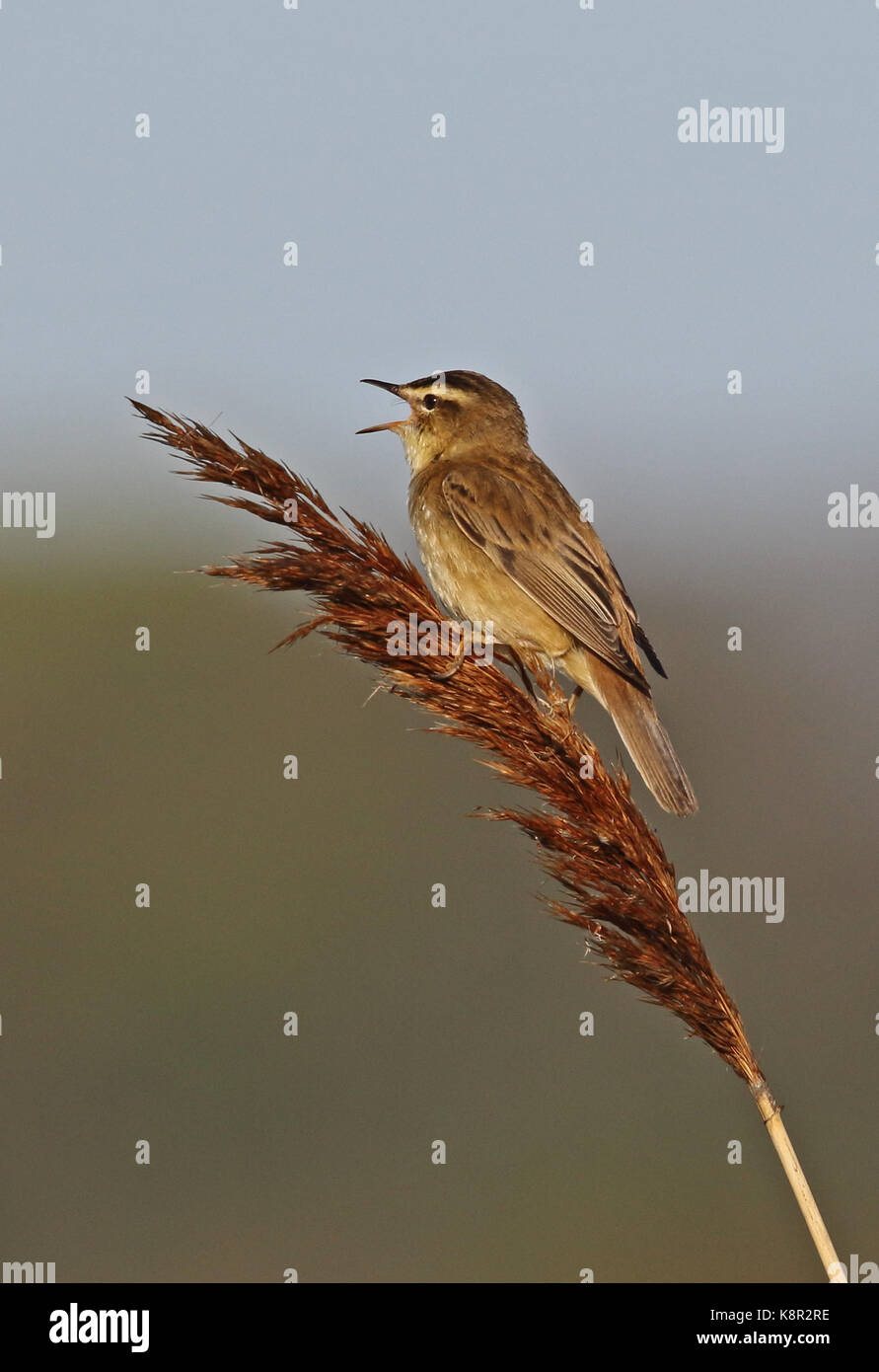 Sedge trillo (acrocephalus schoenobaenus) maschio adulto appollaiato sul canto reed eccles-on-Sea, norfolk può Foto Stock