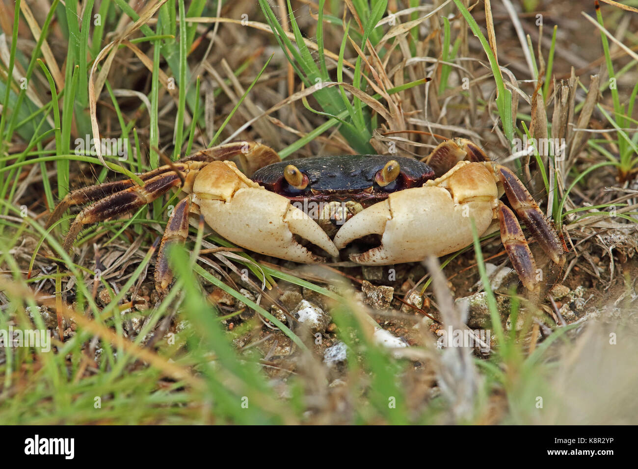 Poco pinza (geograpsus grayi) adulto in erba natale isola, AUSTRALIA LUGLIO Foto Stock