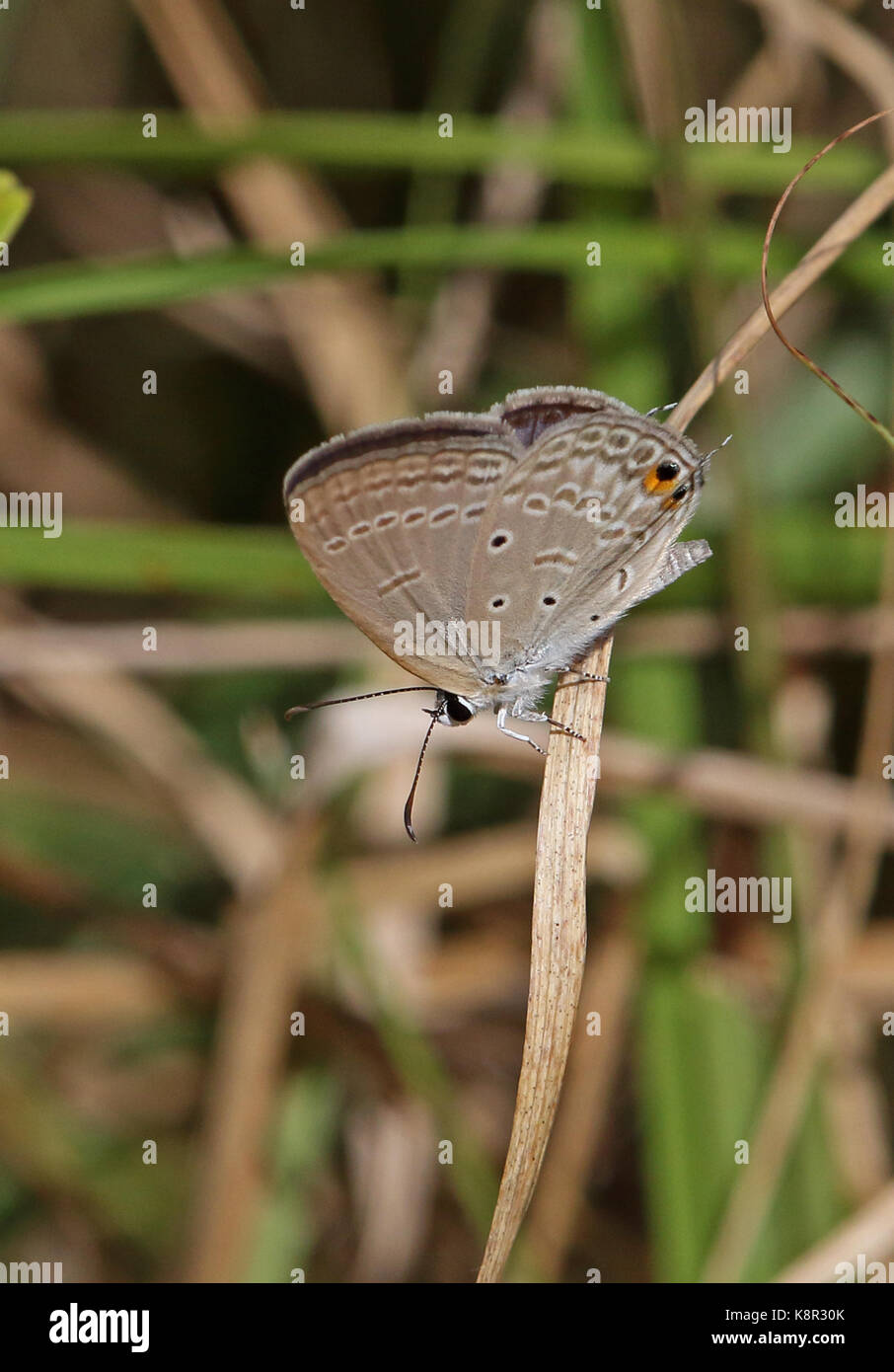 Individuato il segnale di PEA-blu (euchrysops cnejus) maschio adulto a riposo con le ali di chiusura isola natale, AUSTRALIA LUGLIO Foto Stock