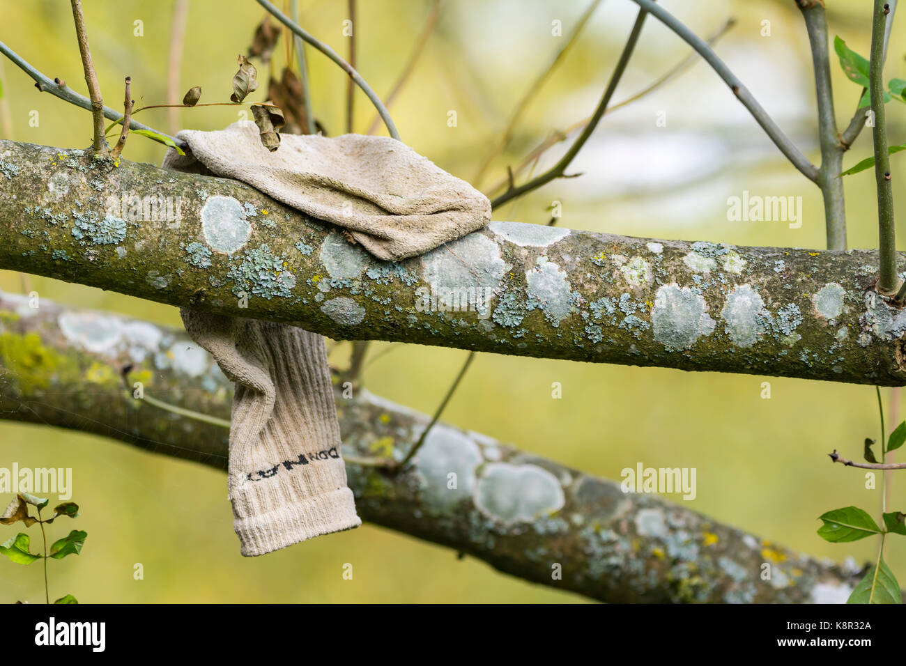 Calzino smarrito appesa sopra il ramo di un albero. Foto Stock