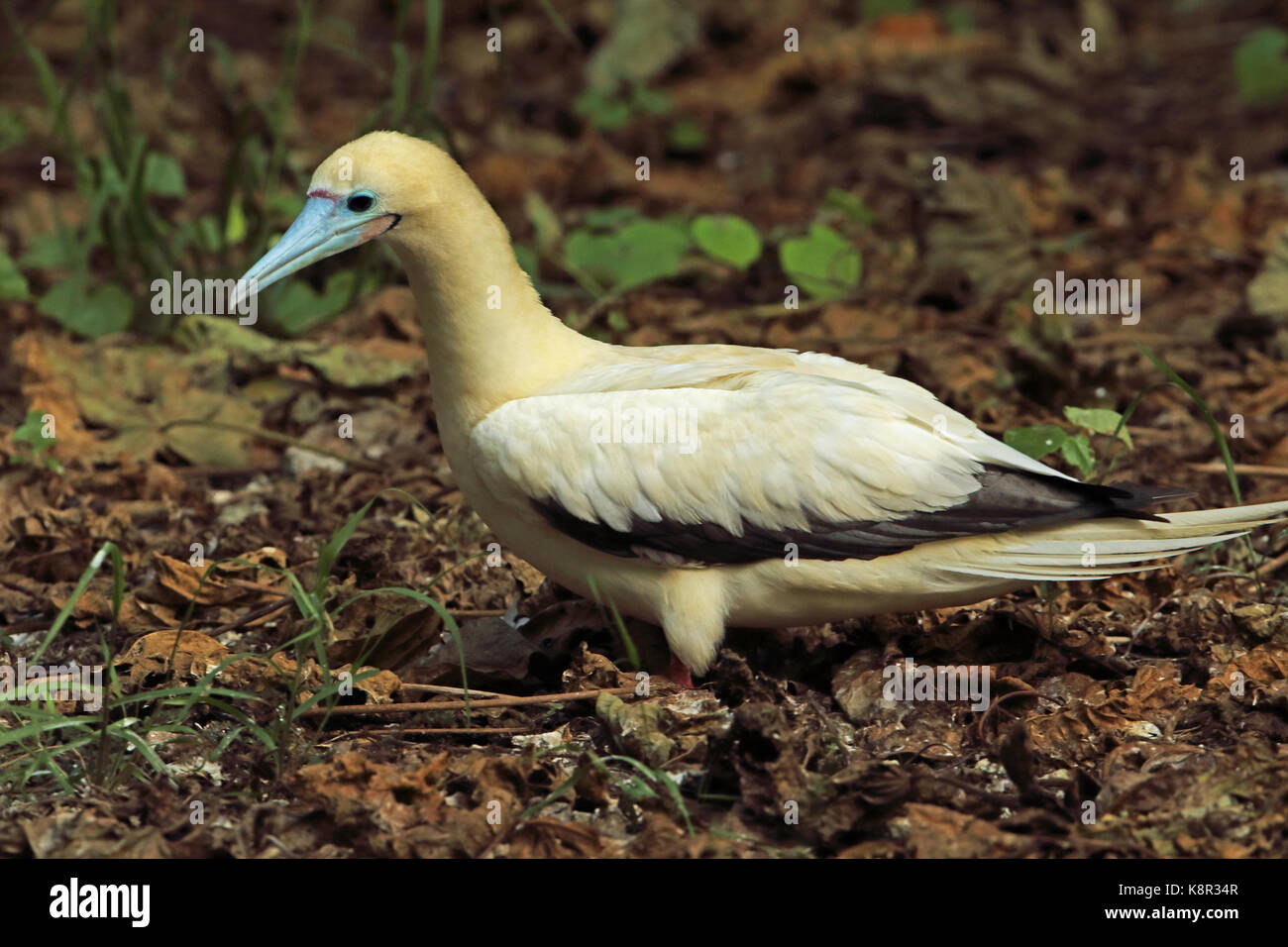 Rosso-footed booby (sula sula rubripes) adulto sul terreno di ramoscelli di raccolta per materiale di nido Isola di Natale, AUSTRALIA LUGLIO Foto Stock