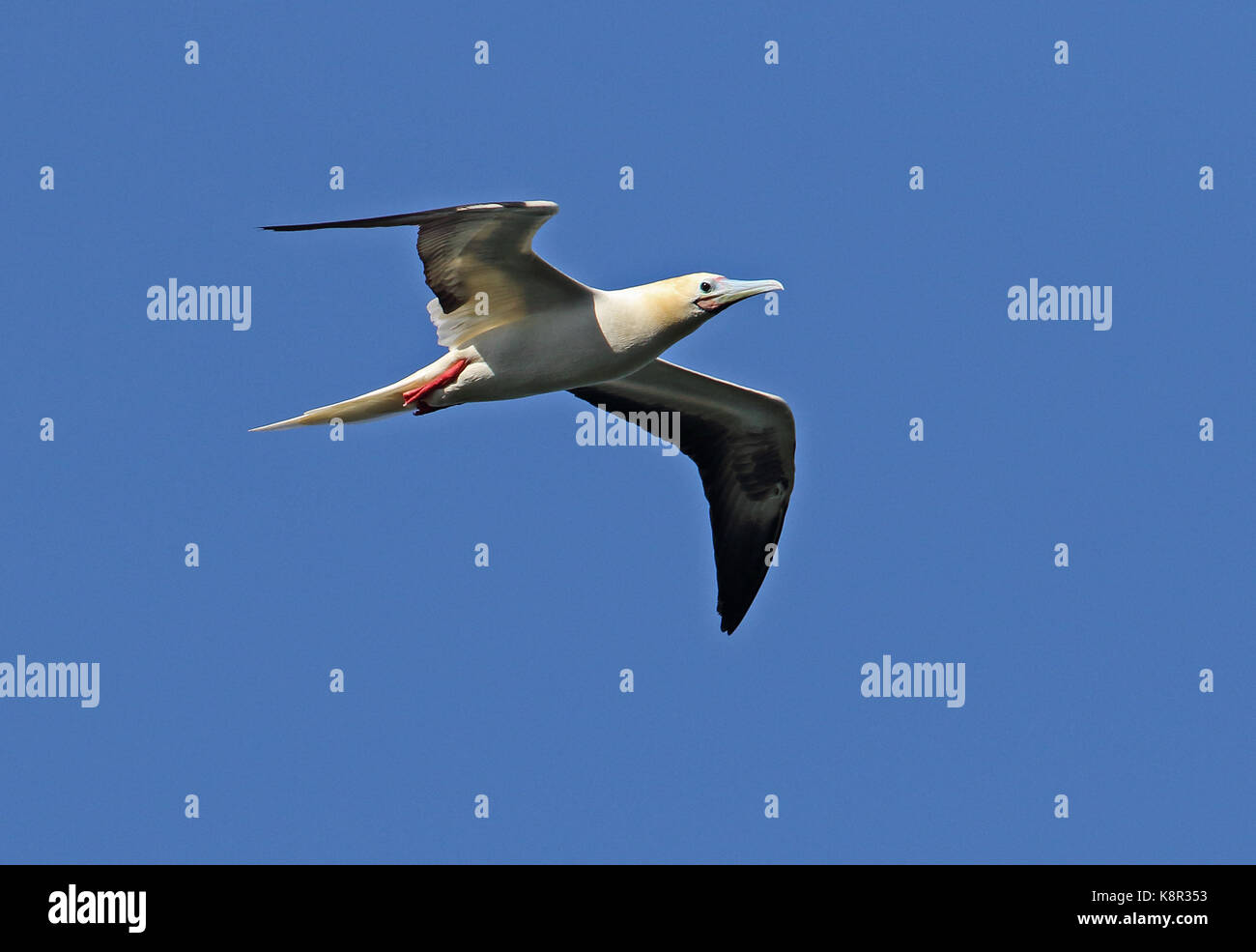 Rosso-footed booby (sula sula rubripes) adulto in volo Isola di Natale, AUSTRALIA LUGLIO Foto Stock