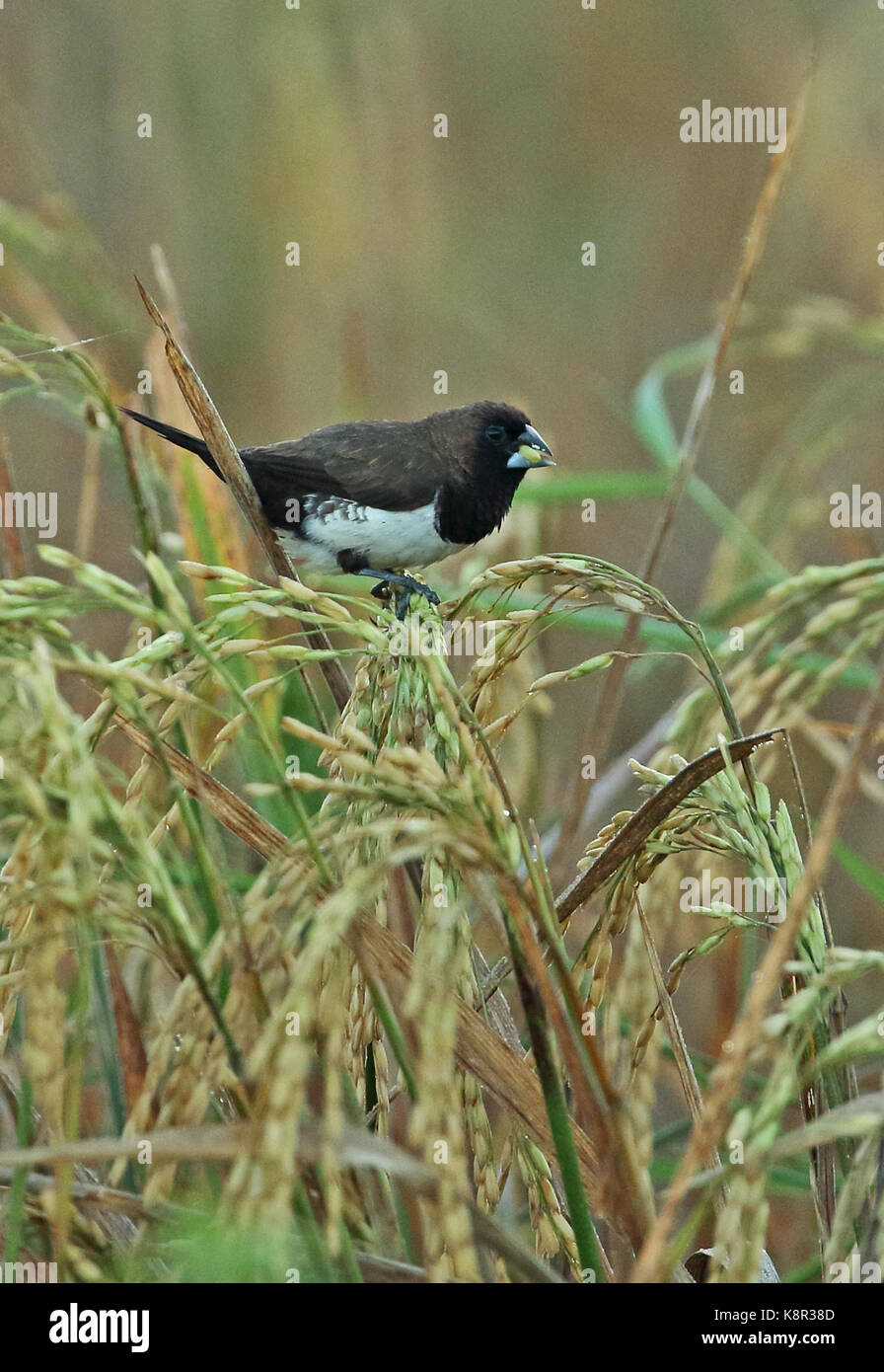Iavan munia (lonchura leucogastroides) alimentazione per adulti sul riso di Bali, Indonesia luglio Foto Stock
