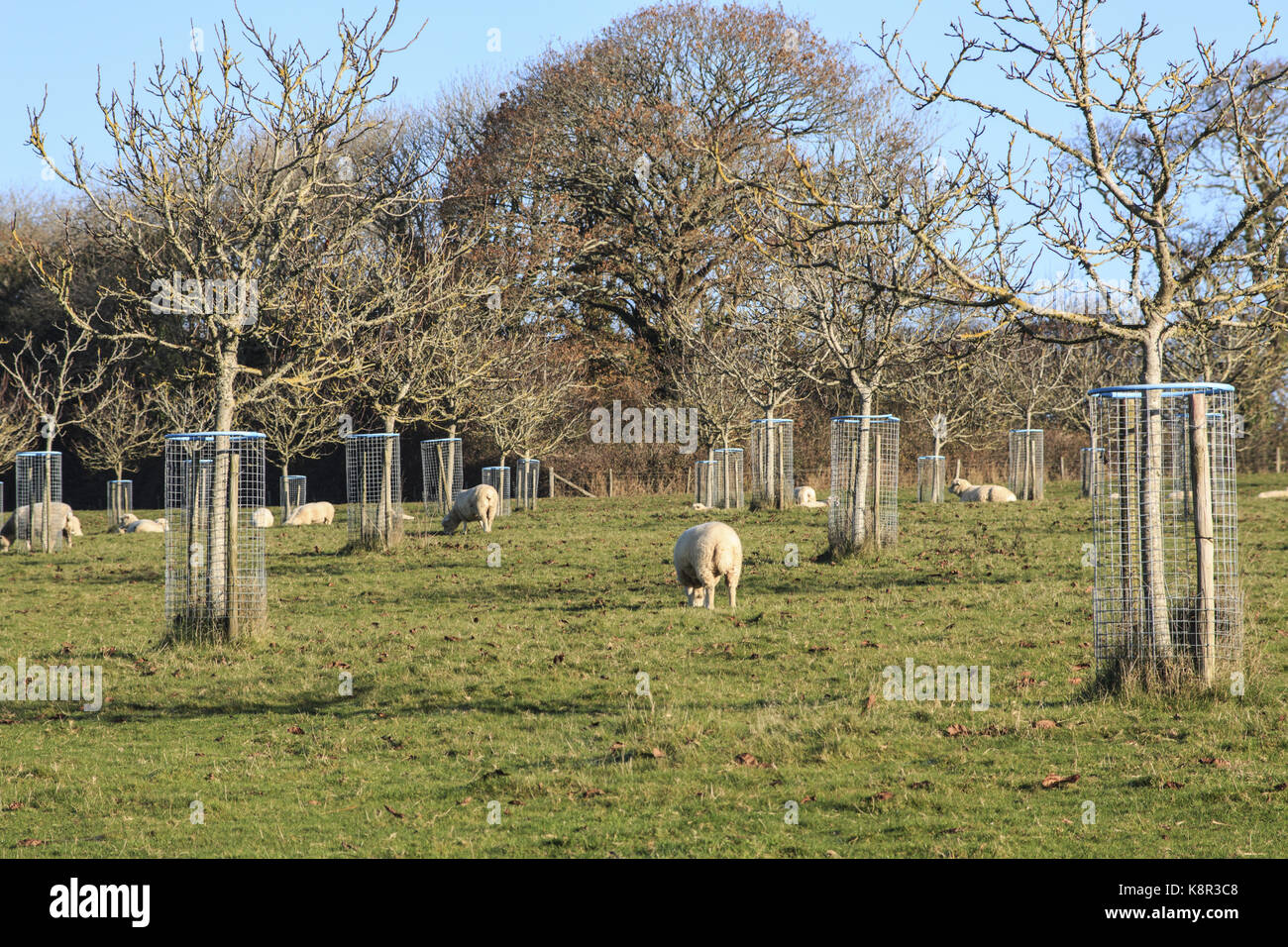 Noce comune (Juglans regia) orchard, giovani alberi con struttura a filo le protezioni e le pecore al pascolo, tincleton, Dorset, Inghilterra, novembre Foto Stock