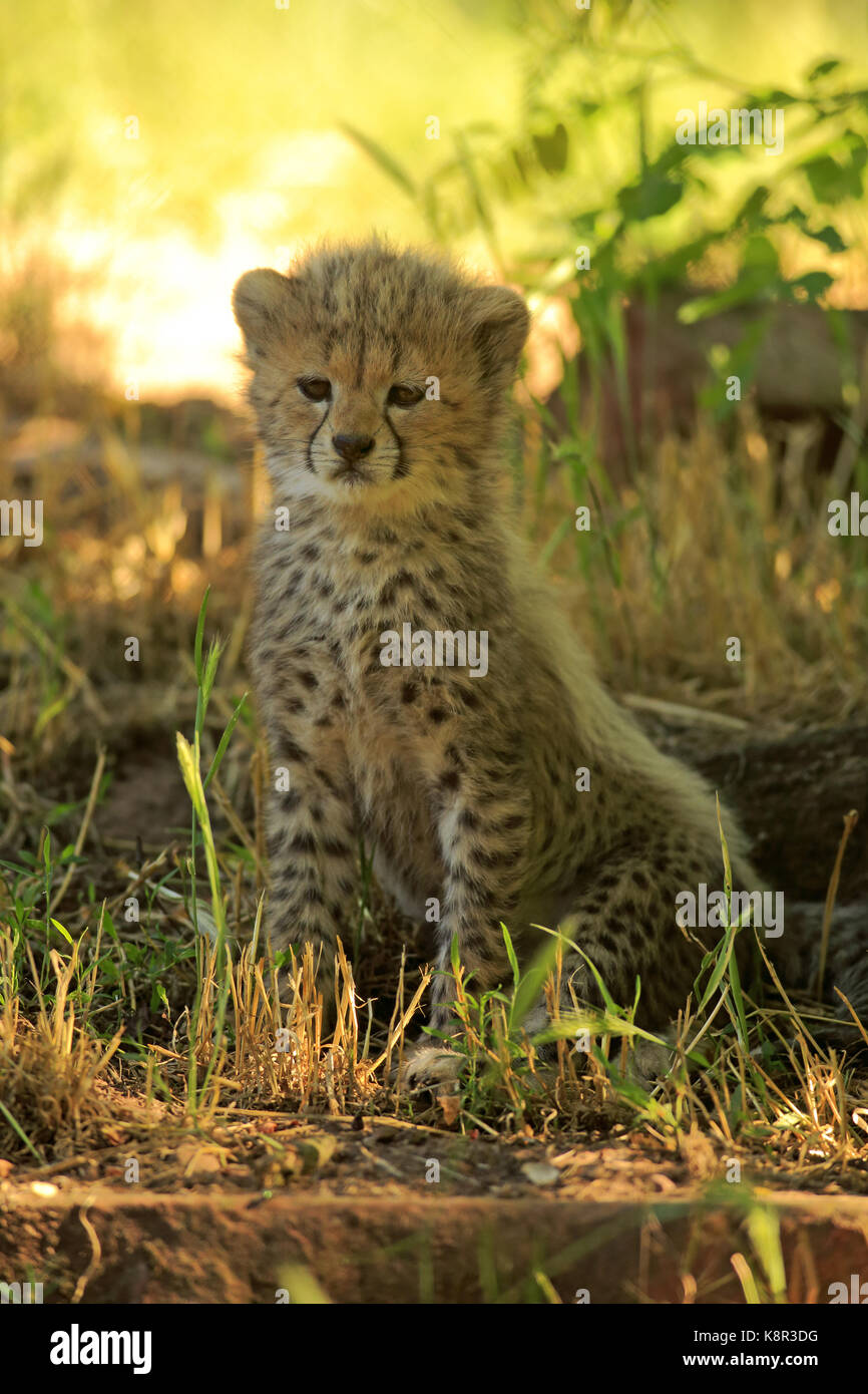 Cheetah, Sudan, ghepardo (Acinonyx jubatu soemmeringii), giovane, sette settimane vecchio, a nord-est Africa e Africa Foto Stock