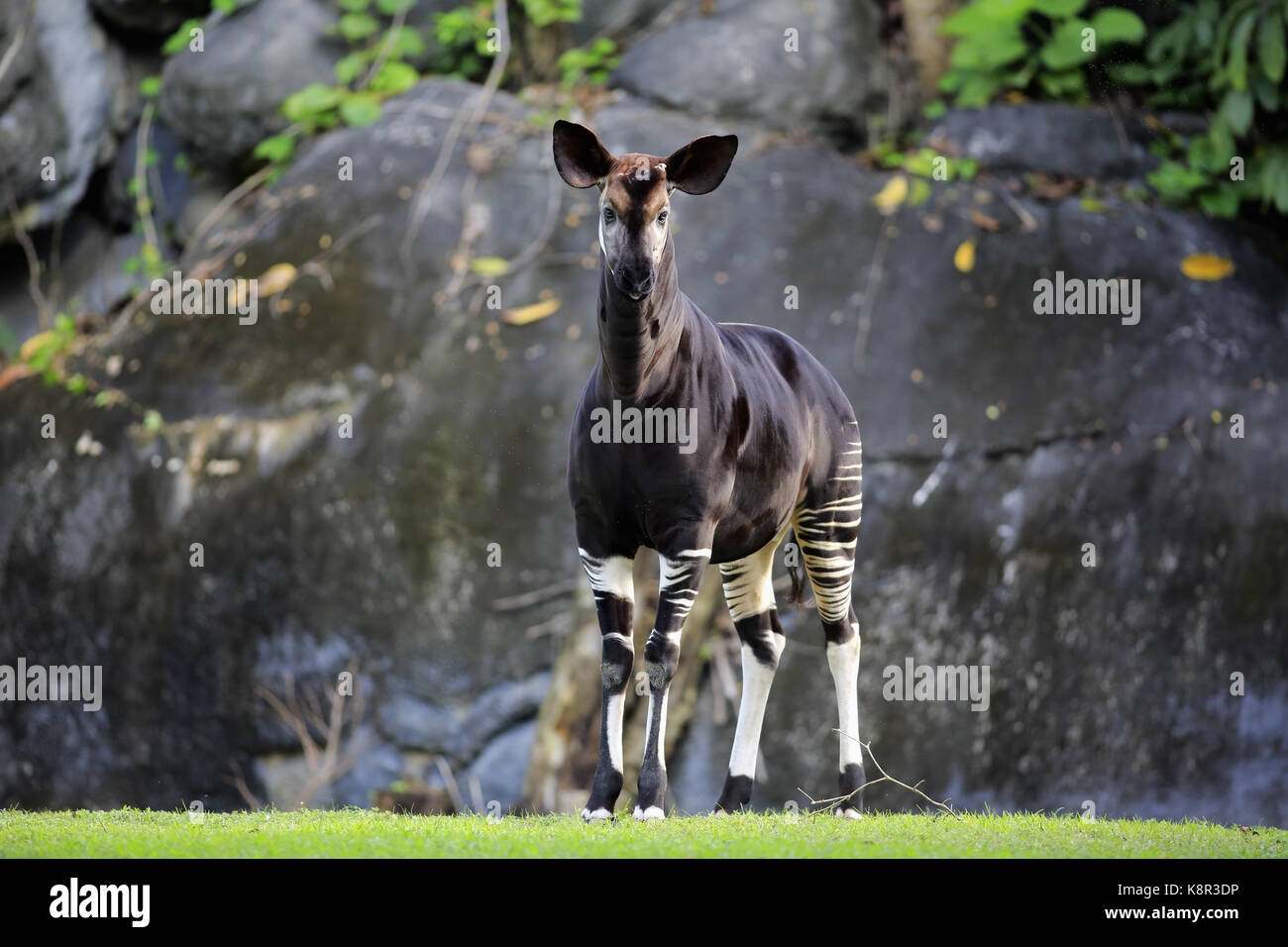 Okapi, (okapia johnstoni), Adulto alert, Africa Foto Stock