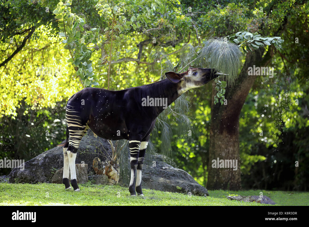 Okapi, (okapia johnstoni), Adulto alimentazione, Africa Foto Stock