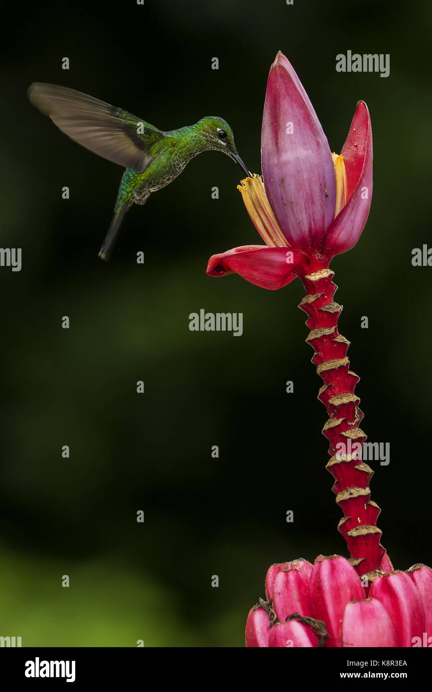 Verde-incoronato brillante (heliodoxa jacula), femmina alimentazione ornamentali sulla banana flower, Costa Rica, luglio Foto Stock