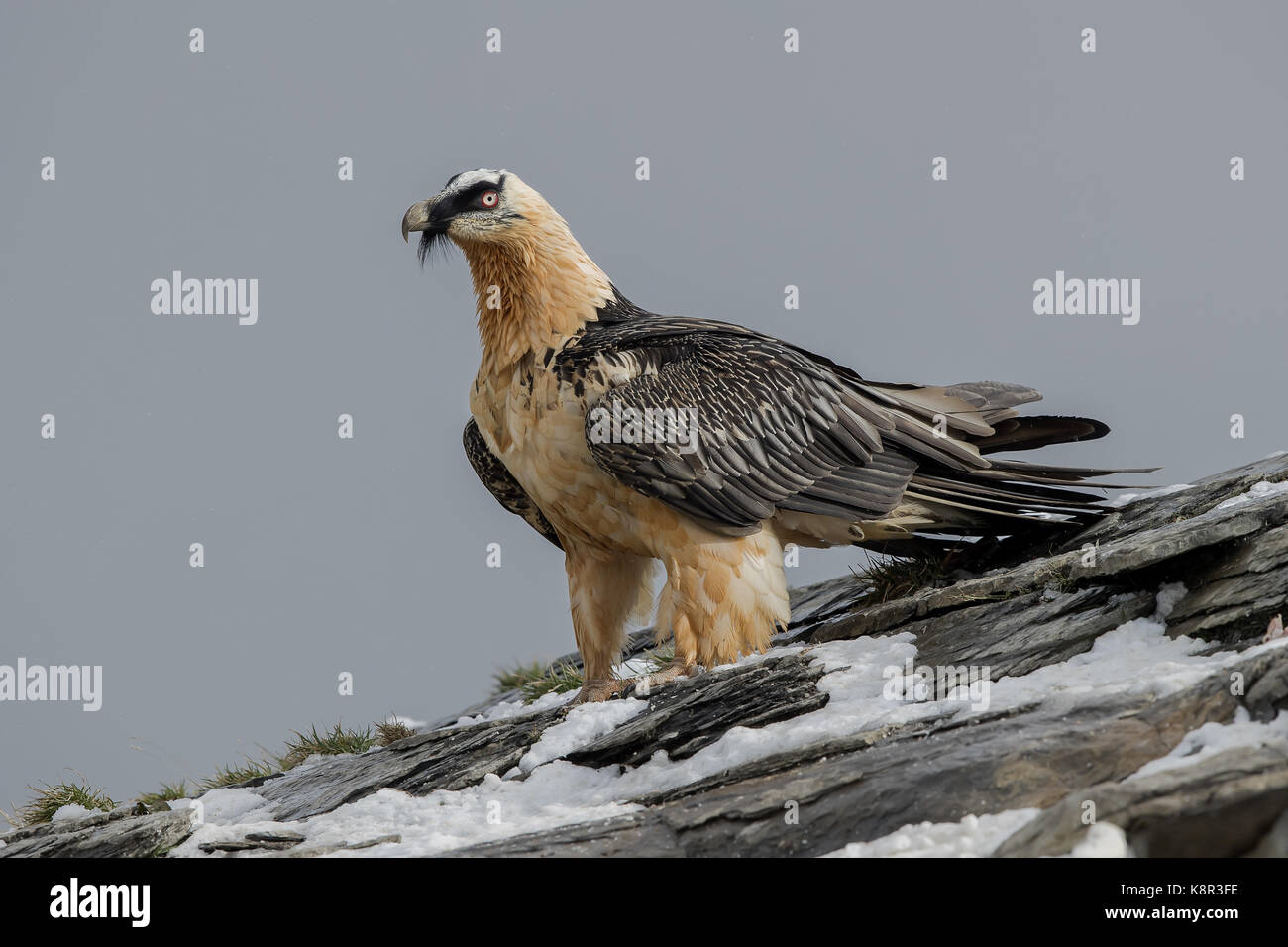 Lammergeier (Gypaetus barbatus), Adulto nella neve, Pirenei spagnoli, novembre Foto Stock