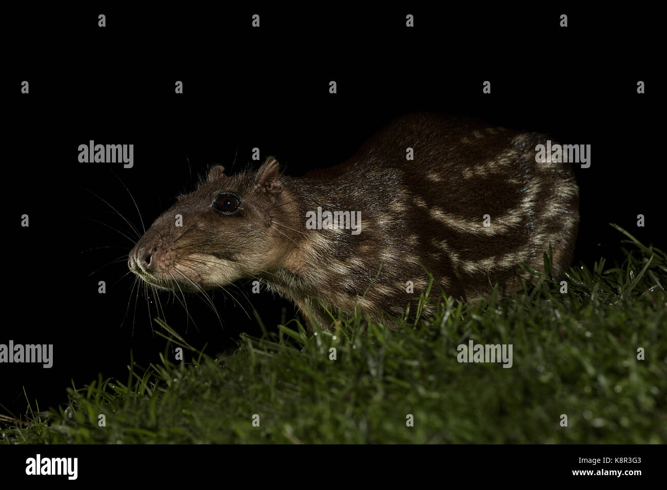 Paca (cuniculus paca), Adulto di notte, Costa Rica, luglio Foto Stock
