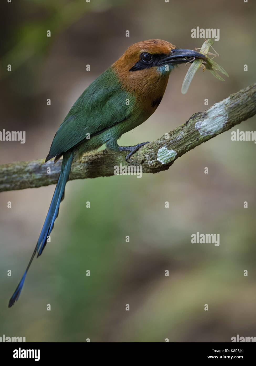 Ampia fatturati motmot (electron platyrhynchum), con grasshopper preda gamboa, panama, può Foto Stock