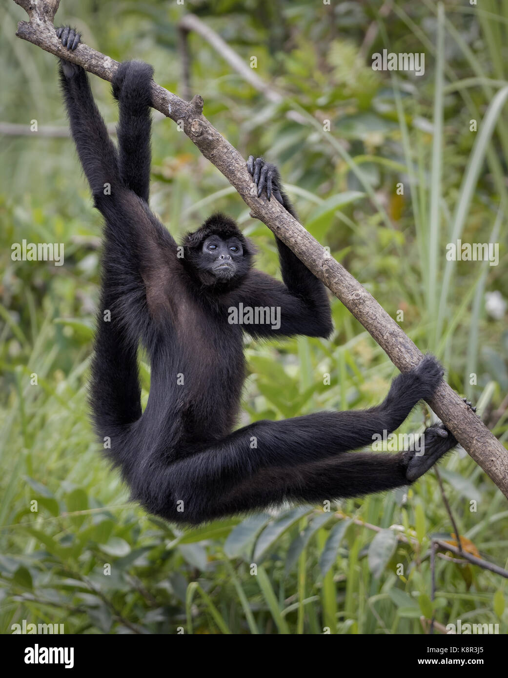 Marrone-guidato spider monkey (ateles fusciceps), Panama, luglio Foto Stock