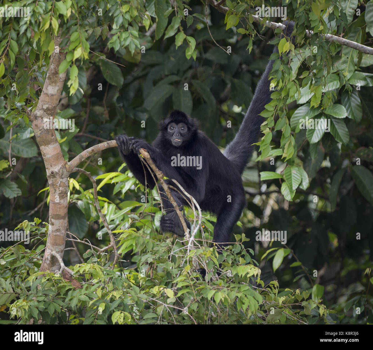 Marrone-guidato spider monkey (ateles fusciceps), Panama, luglio Foto Stock