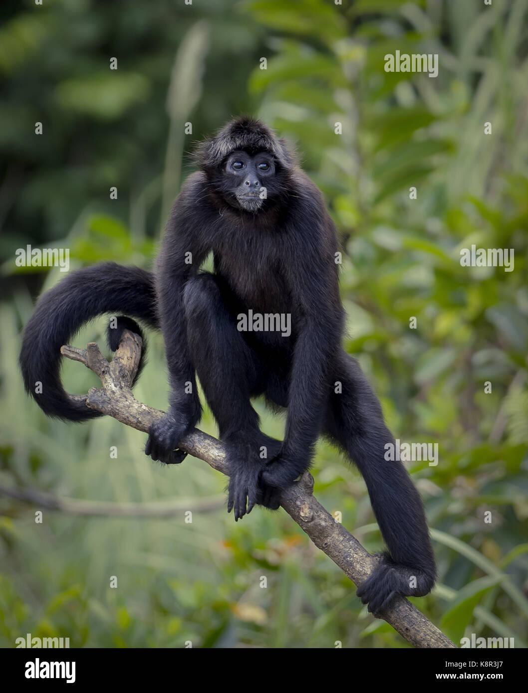 Marrone-guidato spider monkey (ateles fusciceps), Panama, luglio Foto Stock