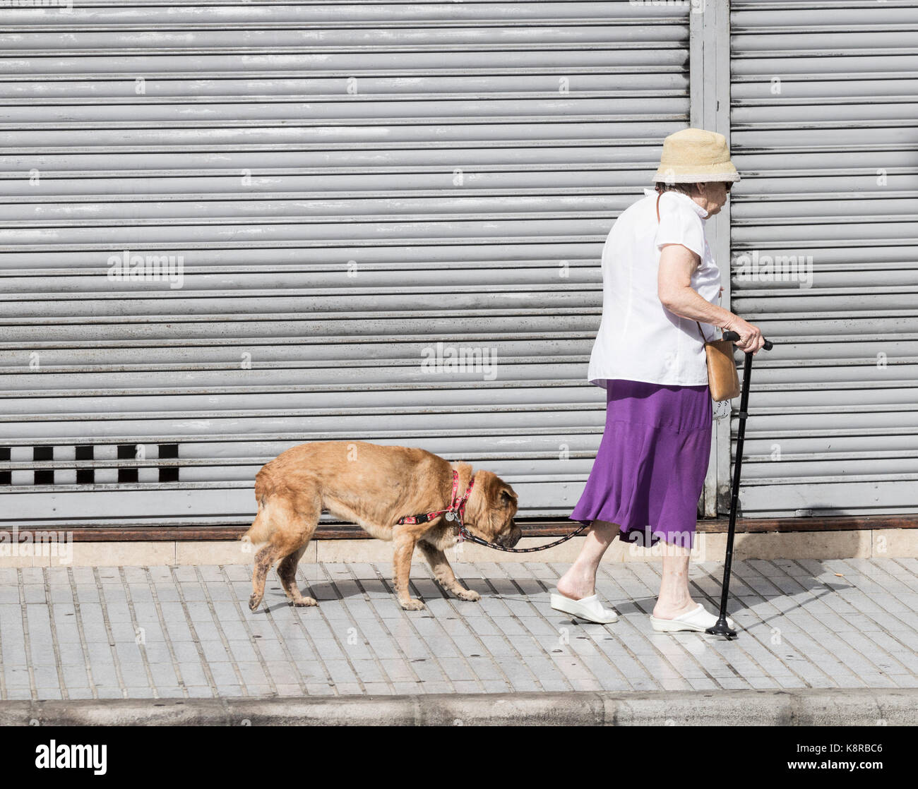 Donna anziana che cammina vecchio cane in strada Foto Stock