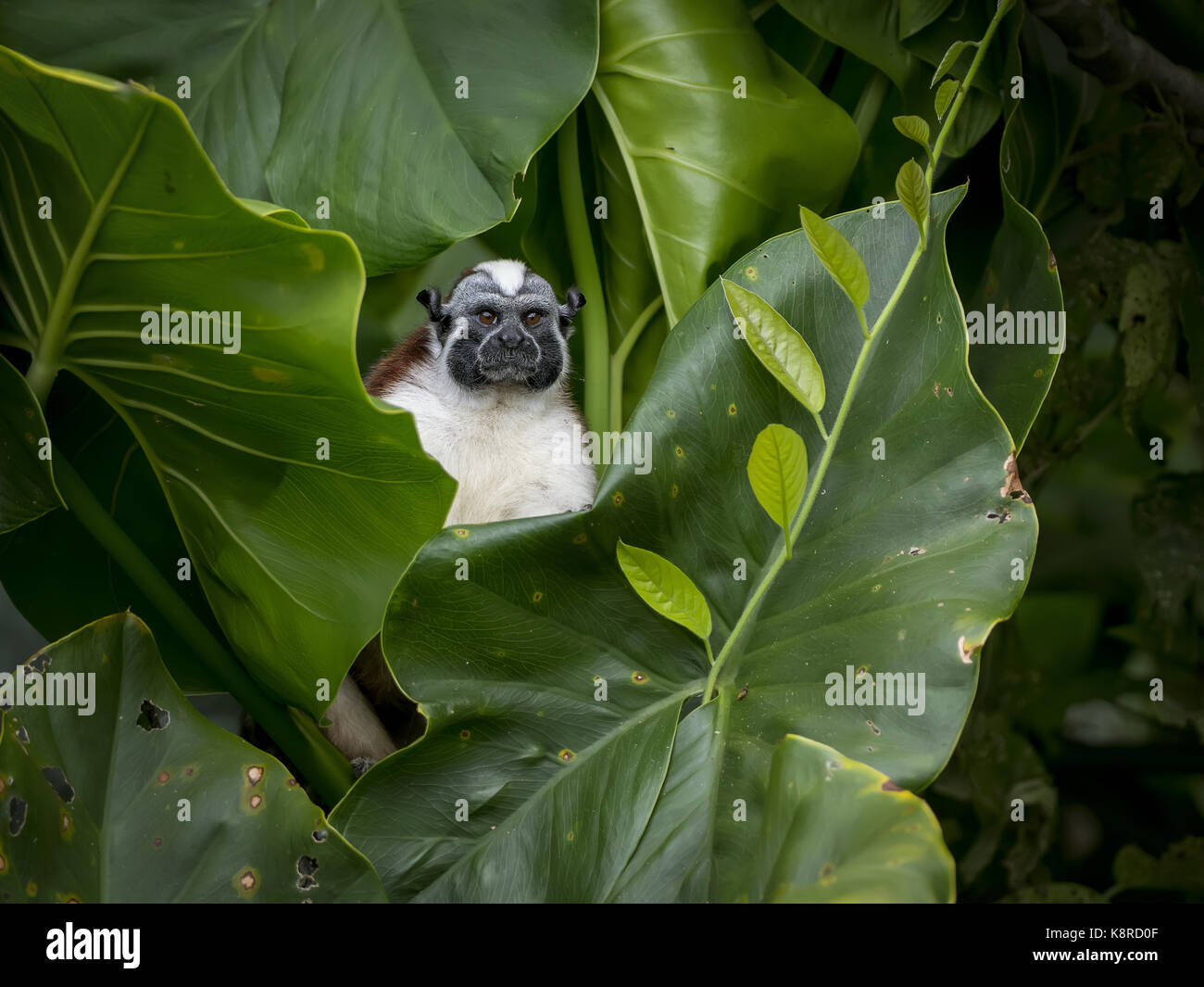 Geoffroy's tamarin (saguinus geoffroyi), il Lago di Gatun, Panama Foto Stock