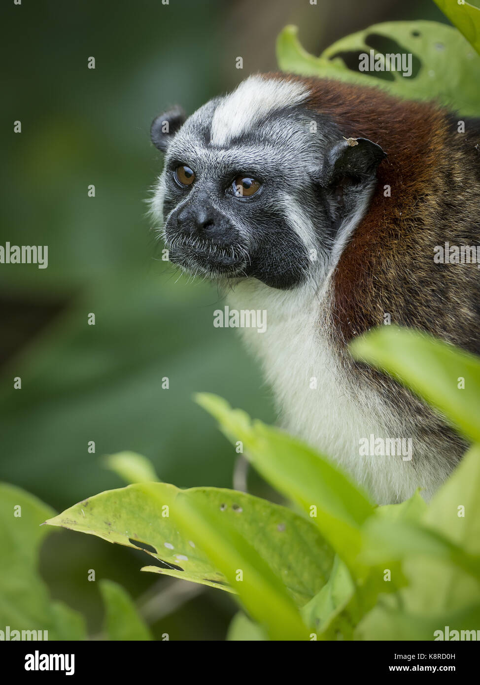 Geoffroy's tamarin (saguinus geoffroyi), il Lago di Gatun, Panama Foto Stock