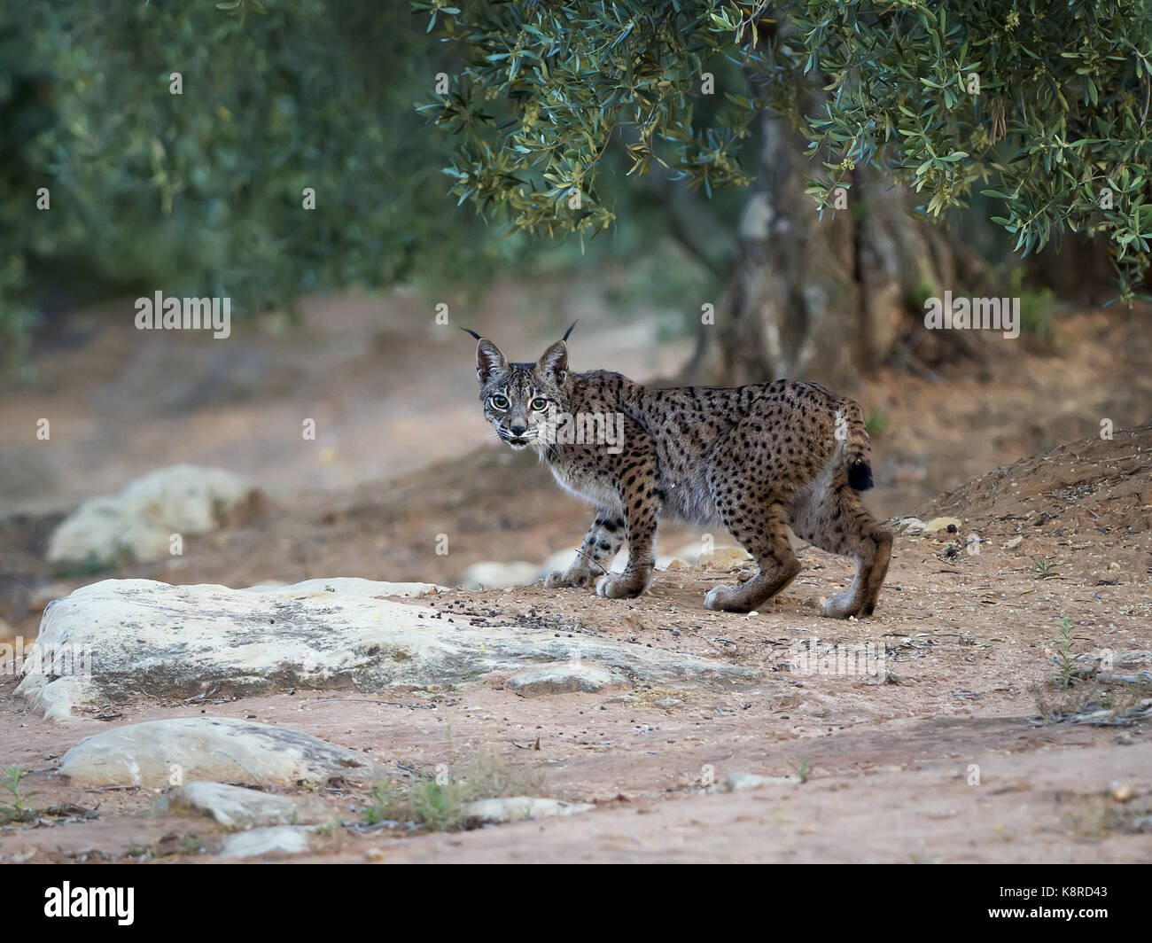 Lince iberica (lynx pardinus), femmina, Andalusia, Spagna, può Foto Stock