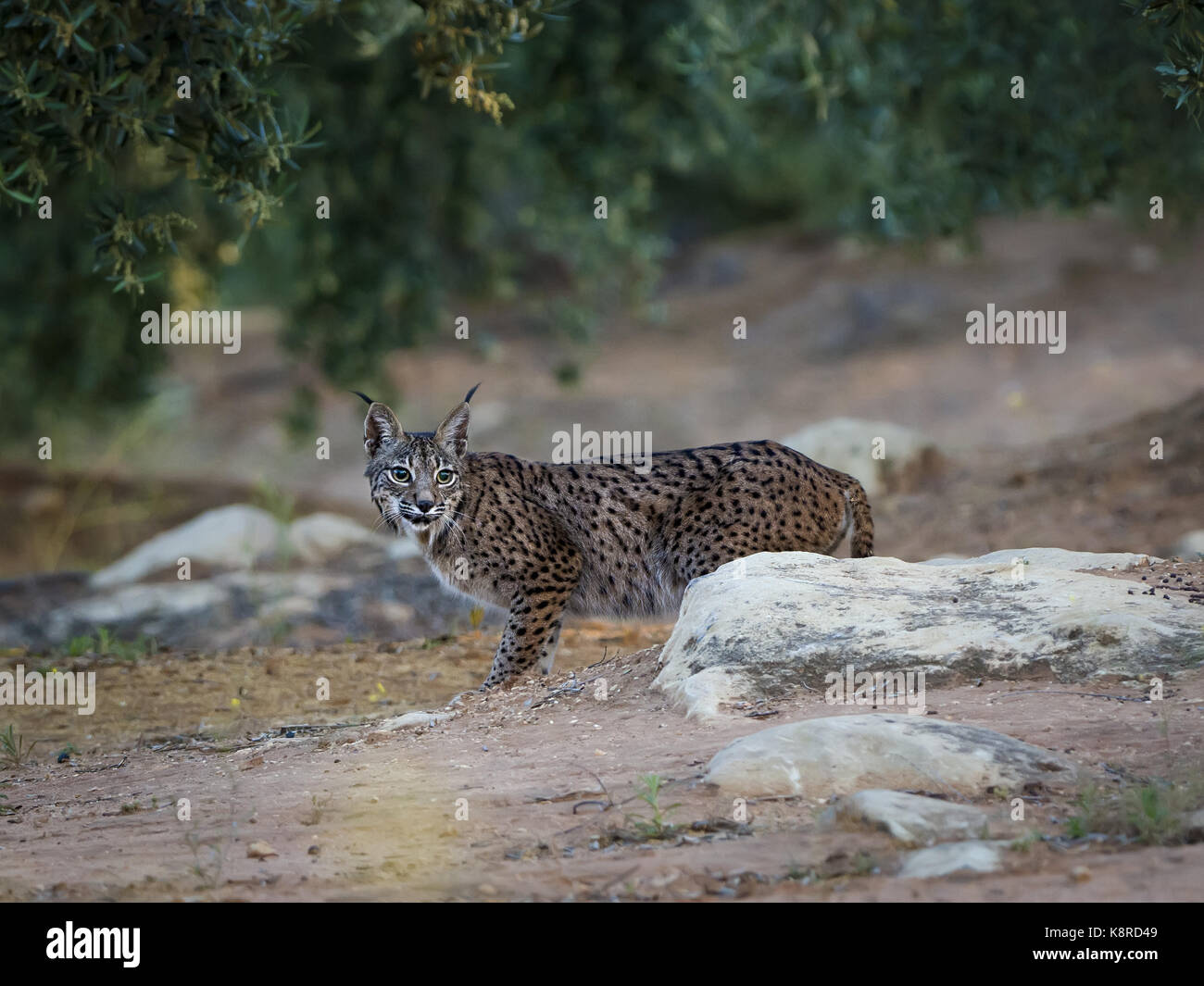 Lince iberica (lynx pardinus), femmina, Andalusia, Spagna, può Foto Stock