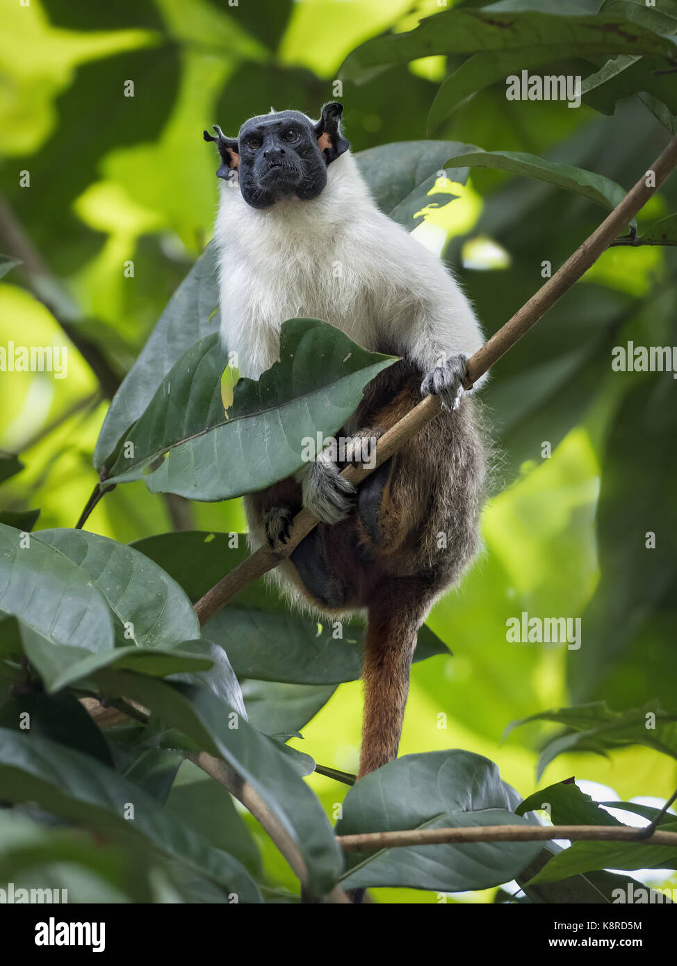 Pied tamarin (saguinus bicolor), Manaus, Amazonas, brasile Foto Stock