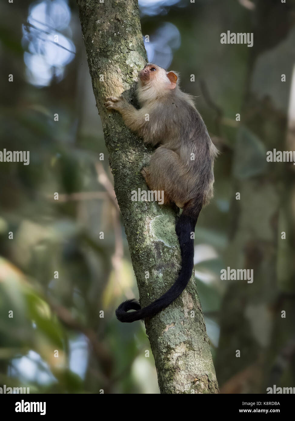 La snethlage marmoset (mico emiliae), Mato Grosso, Brasile, giugno Foto Stock