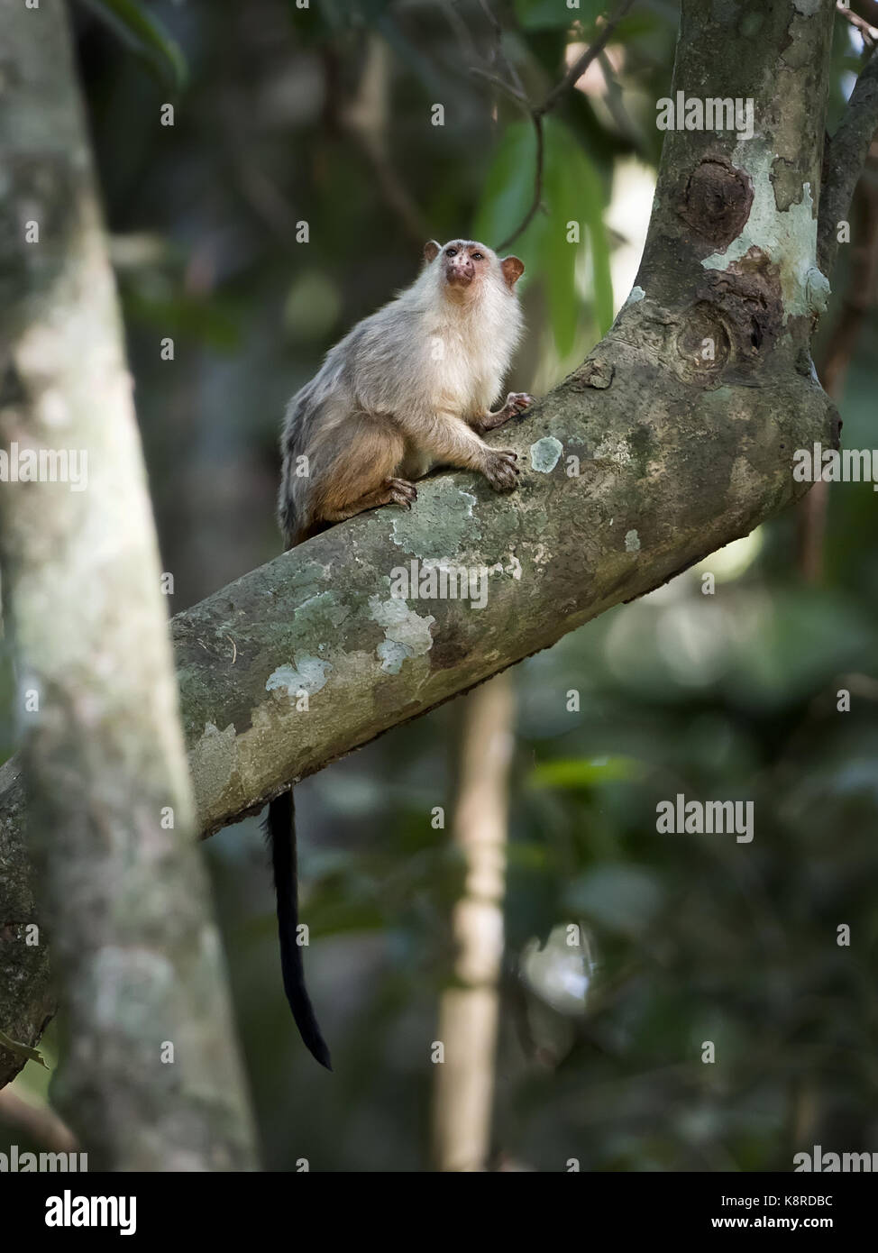 La snethlage marmoset (mico emiliae), Mato Grosso, Brasile, giugno Foto Stock