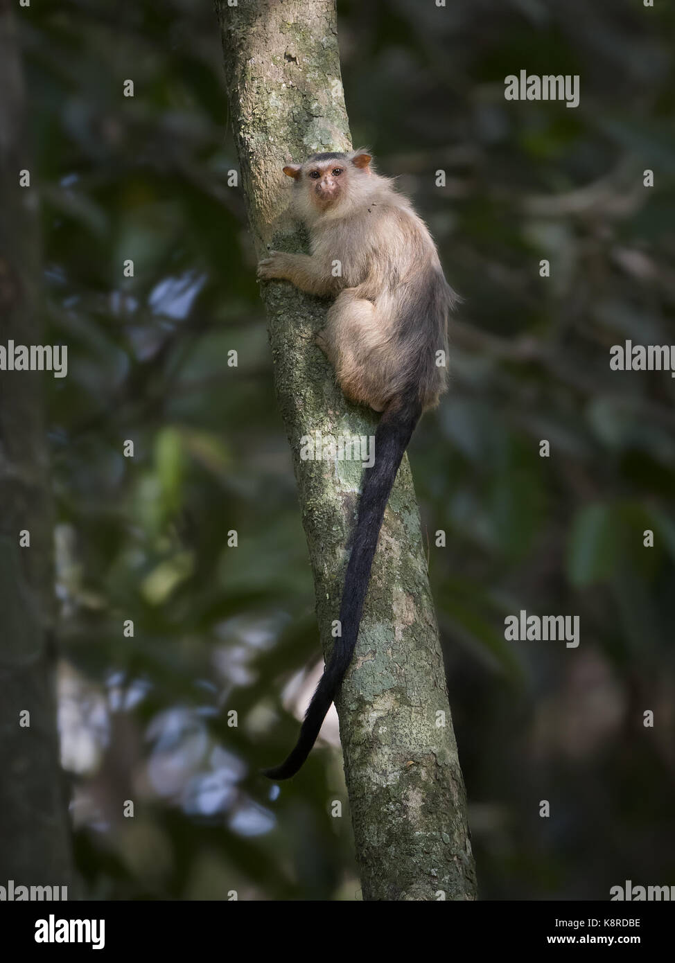 La snethlage marmoset (mico emiliae), Mato Grosso, Brasile, giugno Foto Stock