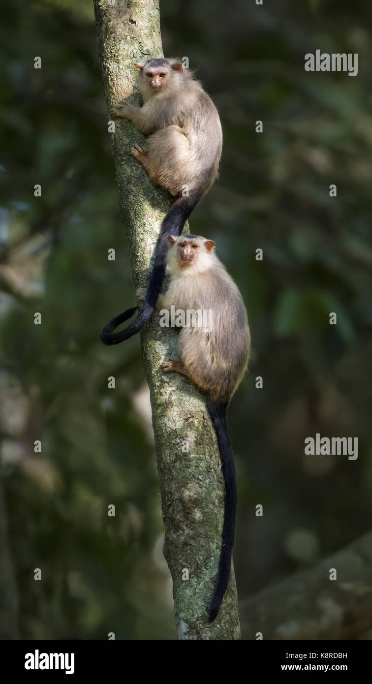 La snethlage marmoset (mico emiliae), coppia, Mato Grosso, Brasile, giugno Foto Stock