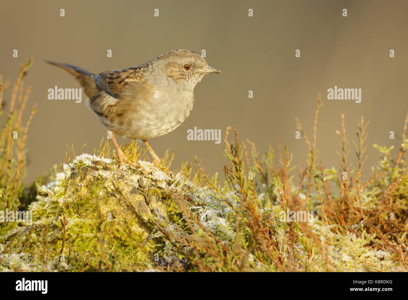 Dunnock (prunella modularis) adulto appollaiato sul muschio coperto pietra durante la brina, brughiera, south norfolk, Regno Unito. gennaio. Foto Stock