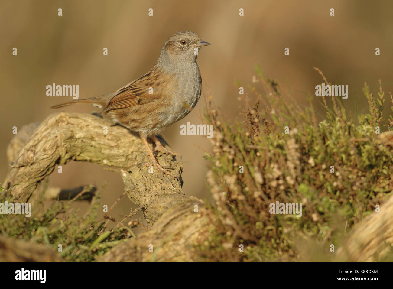 Dunnock (prunella modularis) adulto appollaiato sul ramo caduto nella brughiera, south norfolk, Regno Unito. gennaio. Foto Stock
