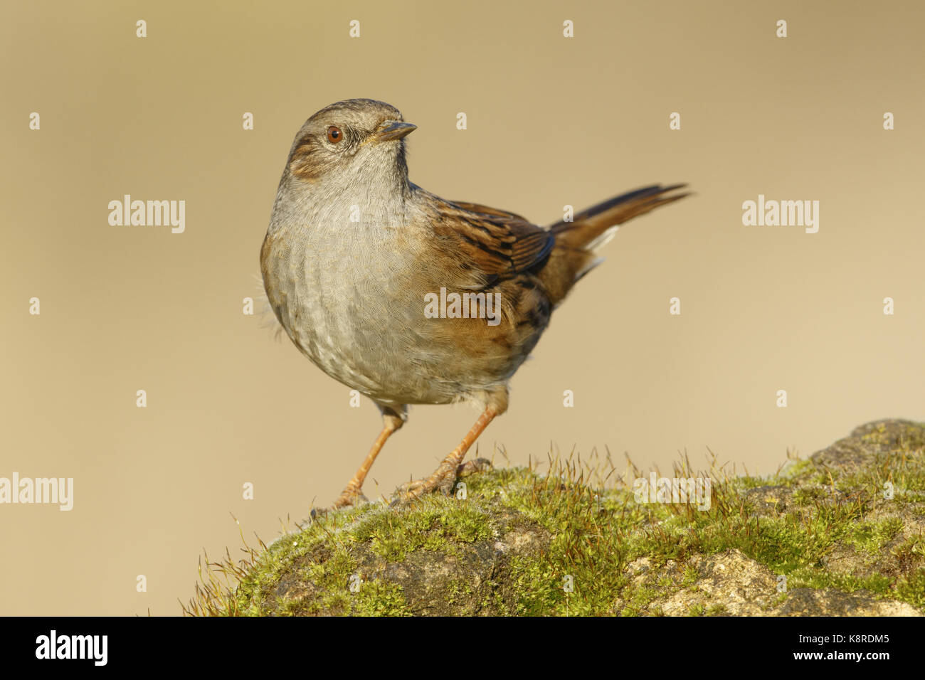 Dunnock (prunella modularis) adulto appollaiato su moss ricoperta di pietra, south norfolk, Regno Unito. gennaio. Foto Stock