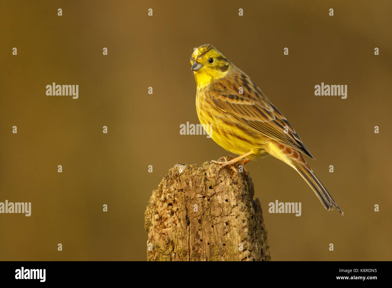 Zigolo giallo (emberiza citrinella) adulto appollaiato sul post, south norfolk, Regno Unito. marzo. Foto Stock