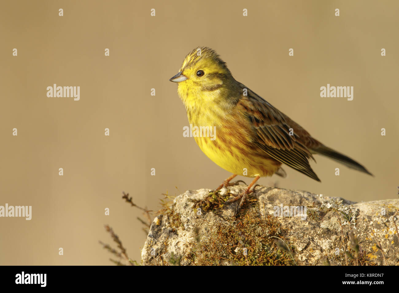 Zigolo giallo (emberiza citrinella) adulto appollaiato sulla roccia a spiovente, south norfolk, Regno Unito. marzo. Foto Stock