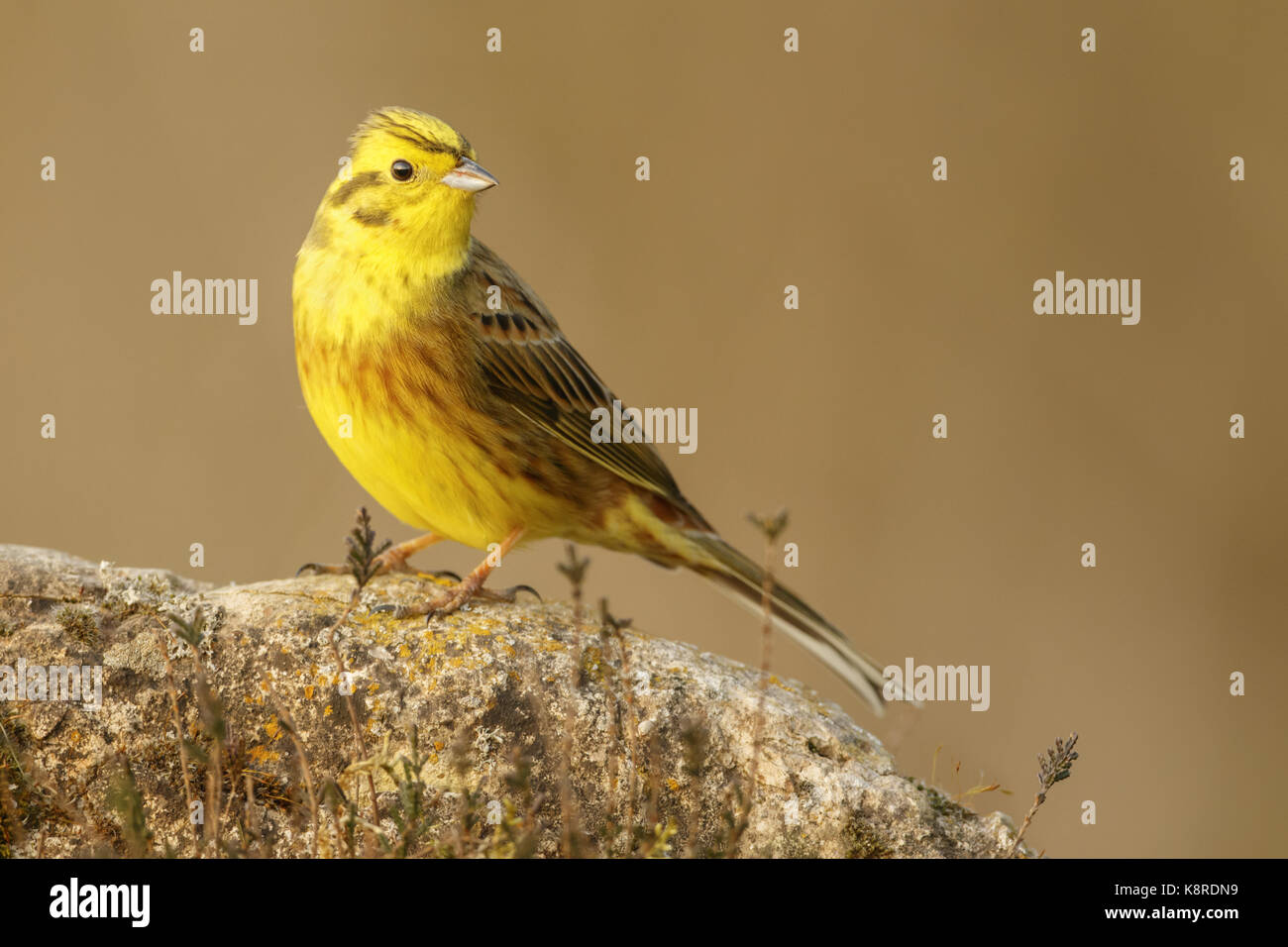 Zigolo giallo (emberiza citrinella) adulto appollaiato sulla roccia a spiovente, south norfolk, Regno Unito. marzo. Foto Stock