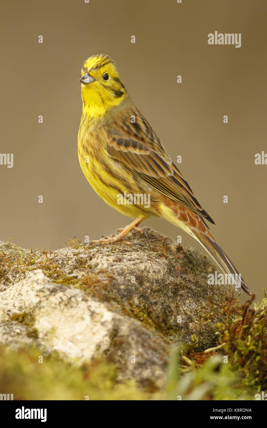 Zigolo giallo (emberiza citrinella) adulto appollaiato sulla roccia a spiovente, south norfolk, Regno Unito. aprile. Foto Stock