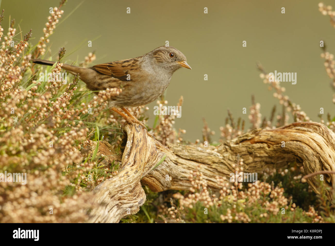 Dunnock (Prunella modularis) adulto arroccato sul ramo caduto nella brughiera, South Norfolk, Regno Unito. Dicembre. Foto Stock